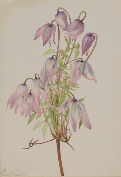 Jicarilla by Mary Vaux Walcott