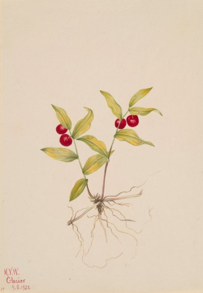 Kruhsea streptopoides, 1922 by Mary Vaux Walcott