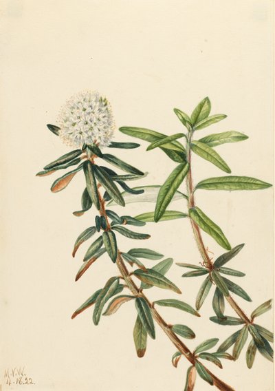 Labrador Tea by Mary Vaux Walcott
