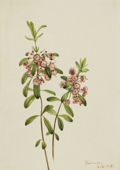 Lambkill by Mary Vaux Walcott