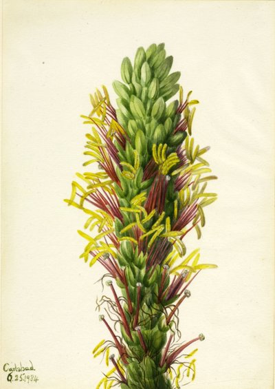 Lechuguilla by Mary Vaux Walcott