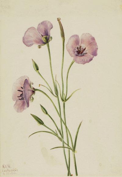 Lilac Mariposa Calochortus splendens, 1926 by Mary Vaux Walcott