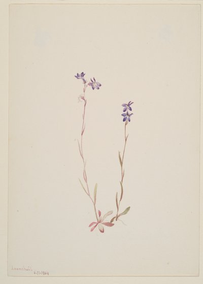 Lobelia Kalmii by Mary Vaux Walcott