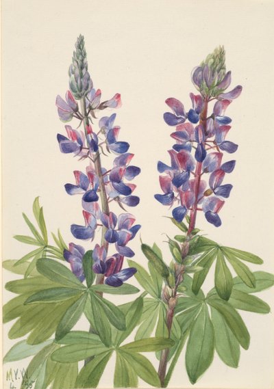 Lupine, 1935 by Mary Vaux Walcott