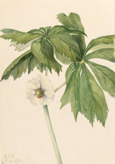 Mayapple by Mary Vaux Walcott