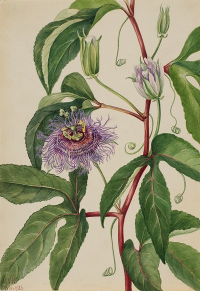 Maypop Passiflora incarnata, 1926 by Mary Vaux Walcott