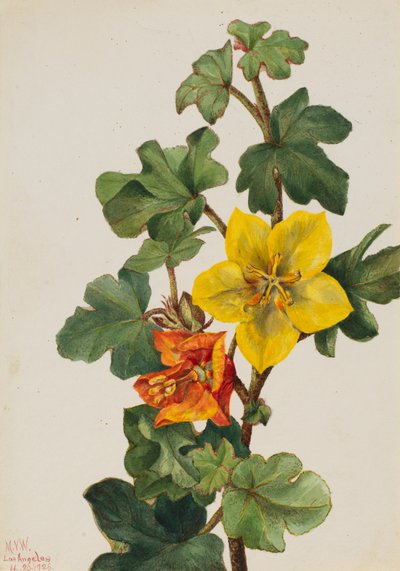 Mexican Fremontia Fremontodendron mexicanum, 1926 by Mary Vaux Walcott