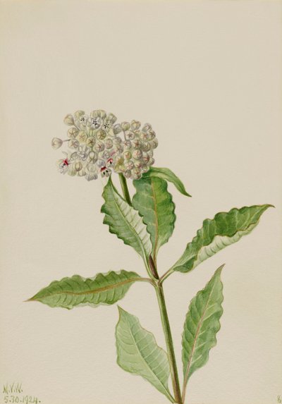 Milkweed by Mary Vaux Walcott