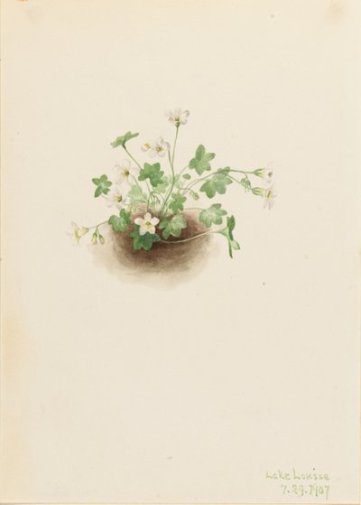 Mistmaiden by Mary Vaux Walcott