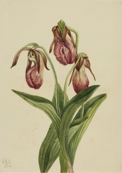 Moccasin Flower by Mary Vaux Walcott