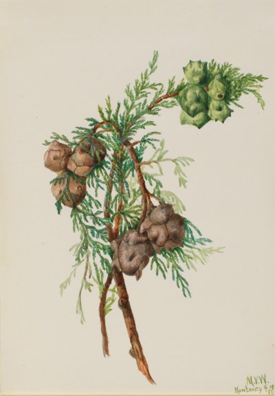 Monterey Cypress by Mary Vaux Walcott