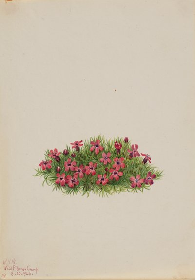 Moss Campion Silene acaulis, 1924 by Mary Vaux Walcott