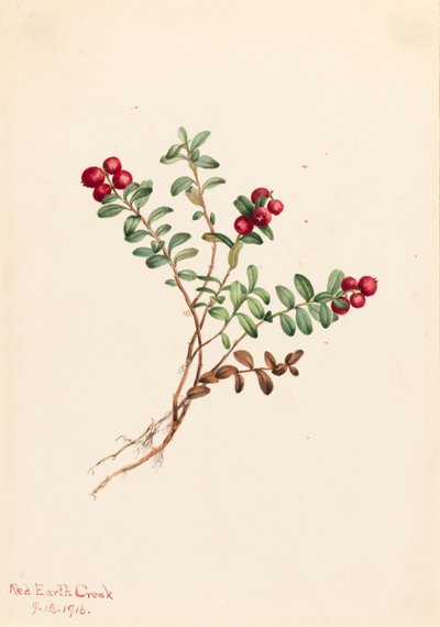 Mountain Cranberry by Mary Vaux Walcott