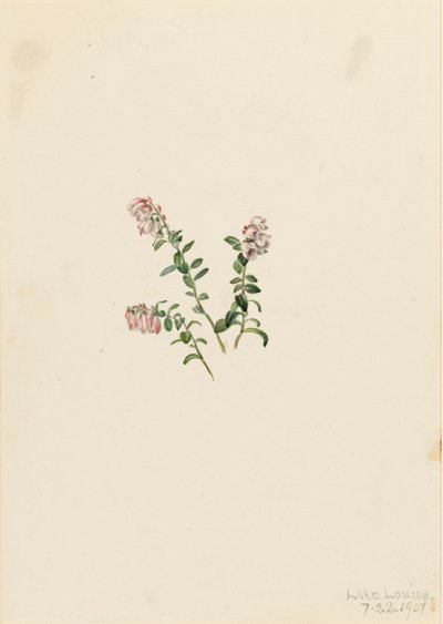 Mountain Cranberry Vaccinium vitisidaea minus by Mary Vaux Walcott