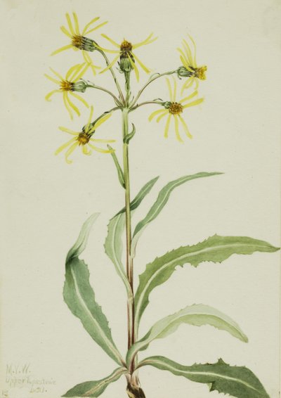 Mourning Groundsel Senecio lugens by Mary Vaux Walcott