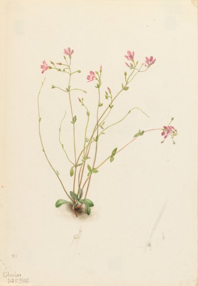 Naiad Spring Beauty (Claytonia parvifolia) by Mary Vaux Walcott