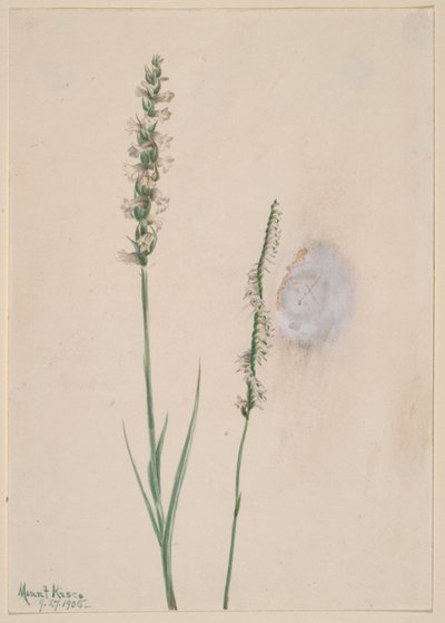 Nodding Ladies-Tresses (Ibidium cernum) by Mary Vaux Walcott