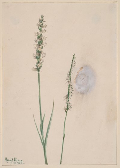 Nodding Ladies-Tresses Ibidium cernum, 1905 by Mary Vaux Walcott