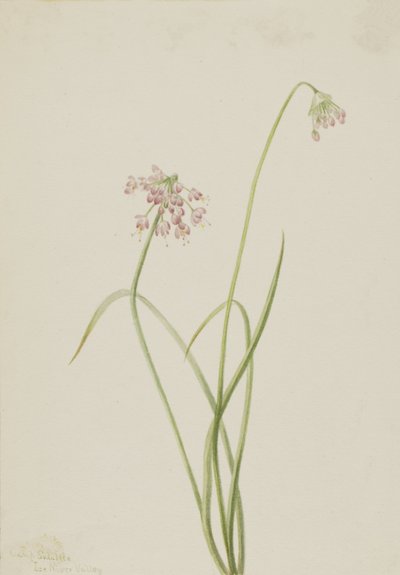 Nodding Onion by Mary Vaux Walcott