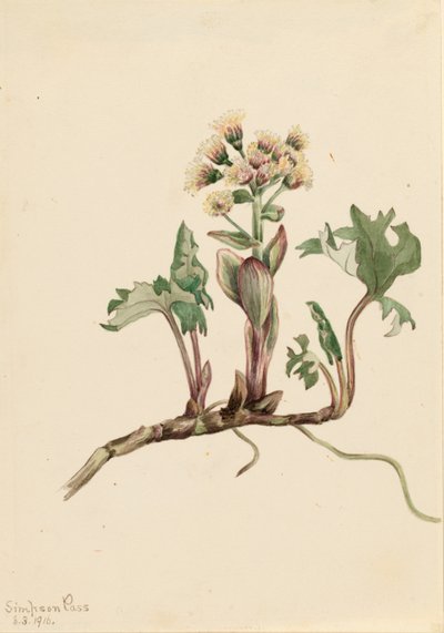Northern Butterbur by Mary Vaux Walcott