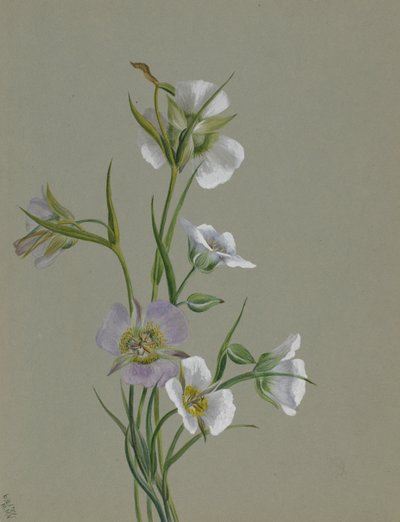 On the Road to Monument by Mary Vaux Walcott