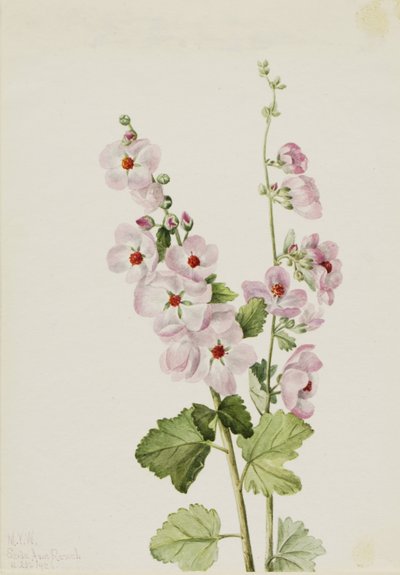 Orange-Eye Globemallow by Mary Vaux Walcott