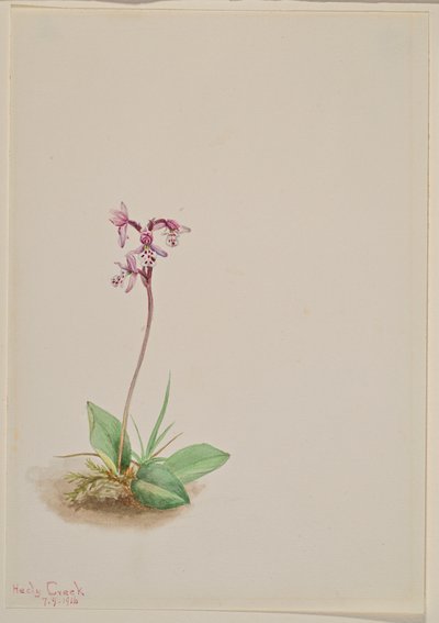 Orchis by Mary Vaux Walcott