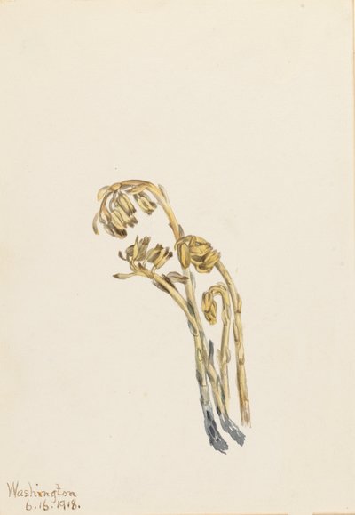 Pale Pinesap Hypopitys americana by Mary Vaux Walcott