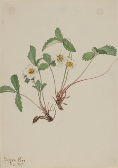 Pale Strawberry (Fragaria Glauca) by Mary Vaux Walcott