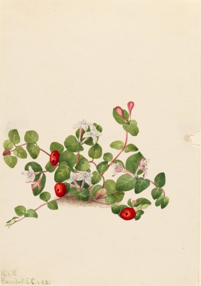 Partridgeberry (Mitchella repens) by Mary Vaux Walcott