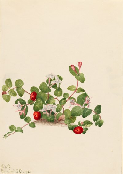 Partridgeberry Mitchella repens by Mary Vaux Walcott