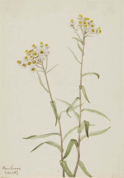 Pearl Everlasting Anaphalis margaritacea by Mary Vaux Walcott