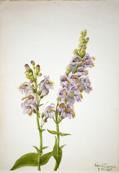 Pentstemon by Mary Vaux Walcott