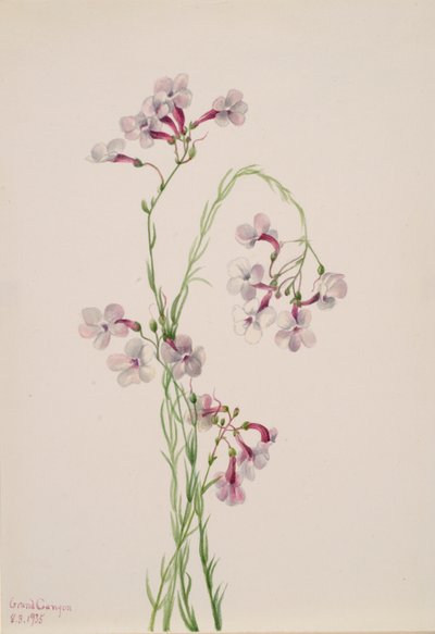 Pentstemon Ambiguus, 1935 by Mary Vaux Walcott