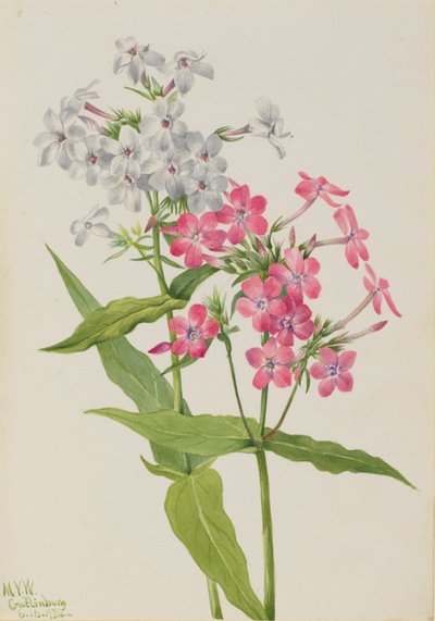 Perennial Phlox Phlox paniculata by Mary Vaux Walcott