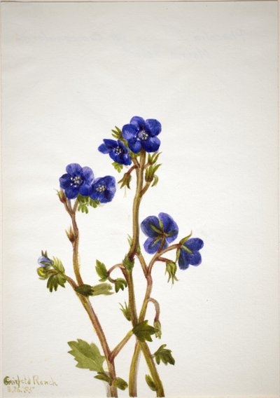 Phacelia Phacelia parryi, 1935 by Mary Vaux Walcott