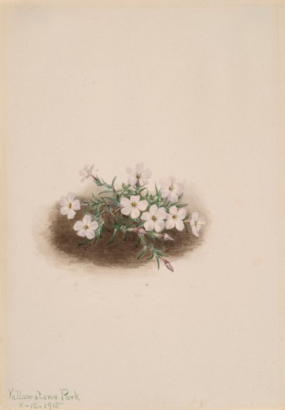 Phlox by Mary Vaux Walcott