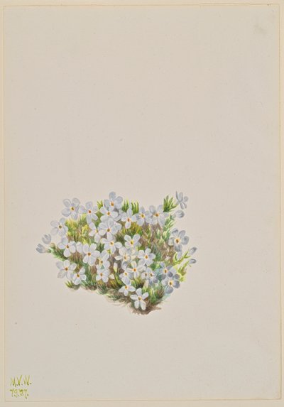 Phlox Phlox caespitosa, 1937 by Mary Vaux Walcott
