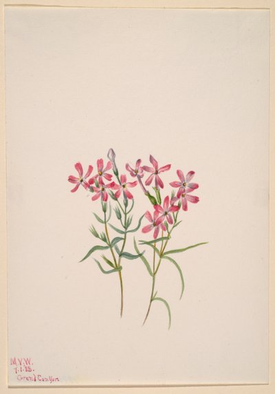Phlox Stansburyi by Mary Vaux Walcott