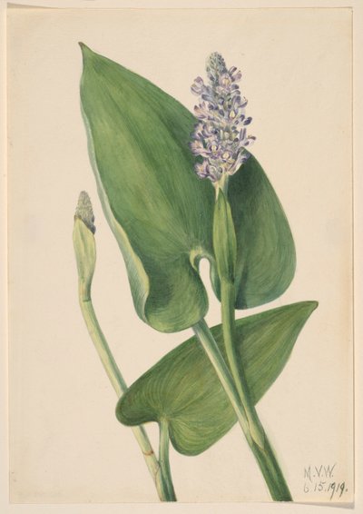 Pickerelweed (Pontederia cordata) by Mary Vaux Walcott