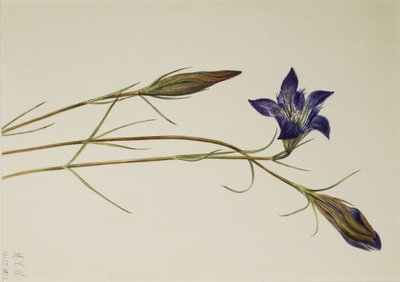 Pinebarren Gentian by Mary Vaux Walcott