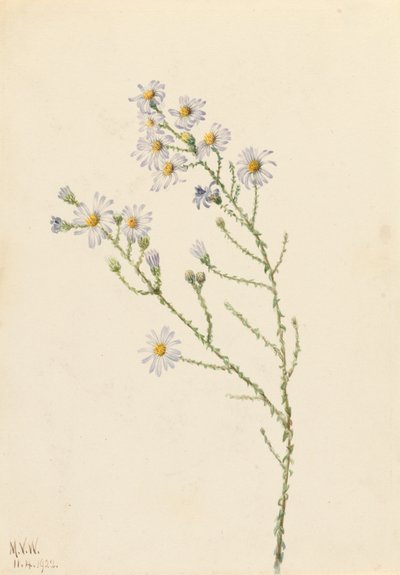 Pineland Aster (Aster squarrosus) by Mary Vaux Walcott