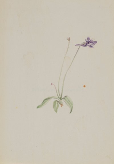 Common Butterwort by Mary Vaux Walcott