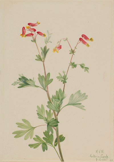Pink Fumeroot, 1922 by Mary Vaux Walcott