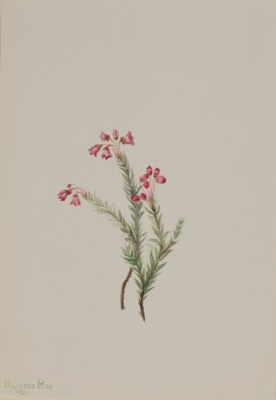 Pink Heather by Mary Vaux Walcott