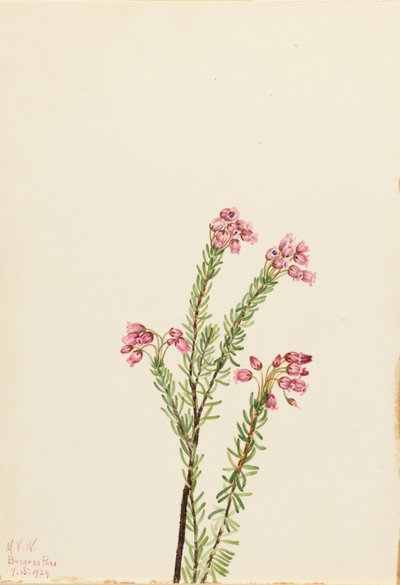 Pink Mountain Heather by Mary Vaux Walcott