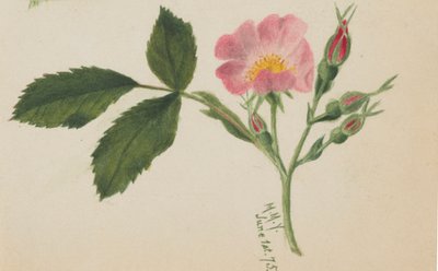 Pink Rose, 1875 by Mary Vaux Walcott