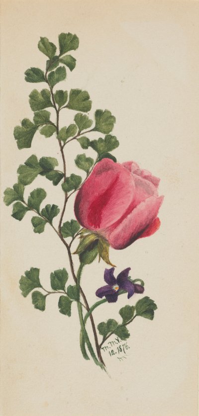 Pink Rose with Violet by Mary Vaux Walcott