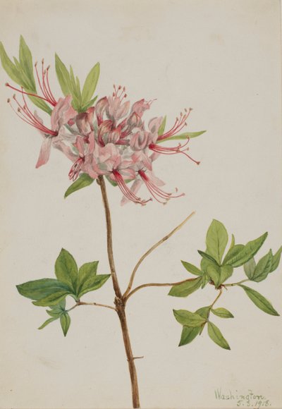 Pinxter Bloom by Mary Vaux Walcott