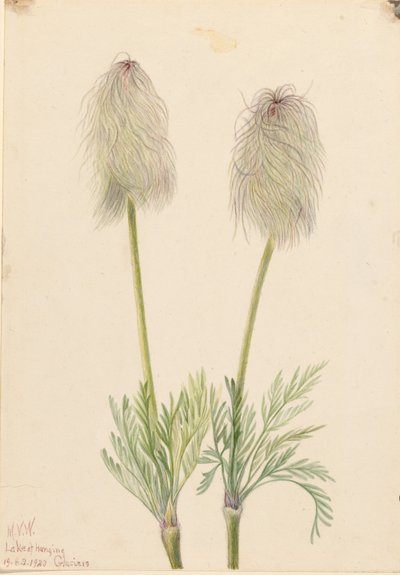 Plume Anemone by Mary Vaux Walcott